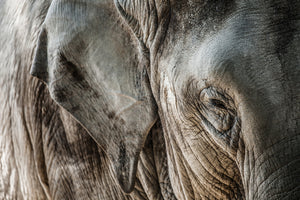 acrylic-print-close-up-elephant