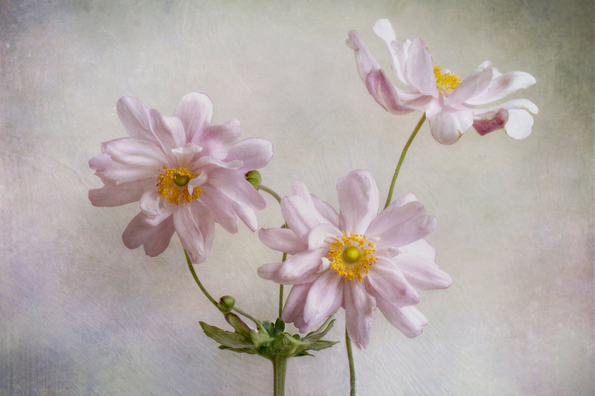 3-piece-canvas-print-anemones
