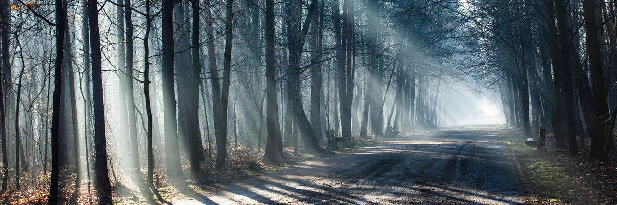 panoramic-3-piece-aluminium-print-forest-in-the-light-beam-panorama