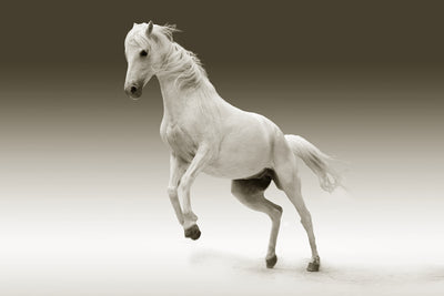 poster-print-the-proud-mare