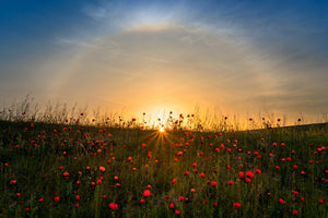 poster-print-red-poppies-and-sunrise
