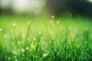 3-piece-canvas-print-meadow-with-morning-dew