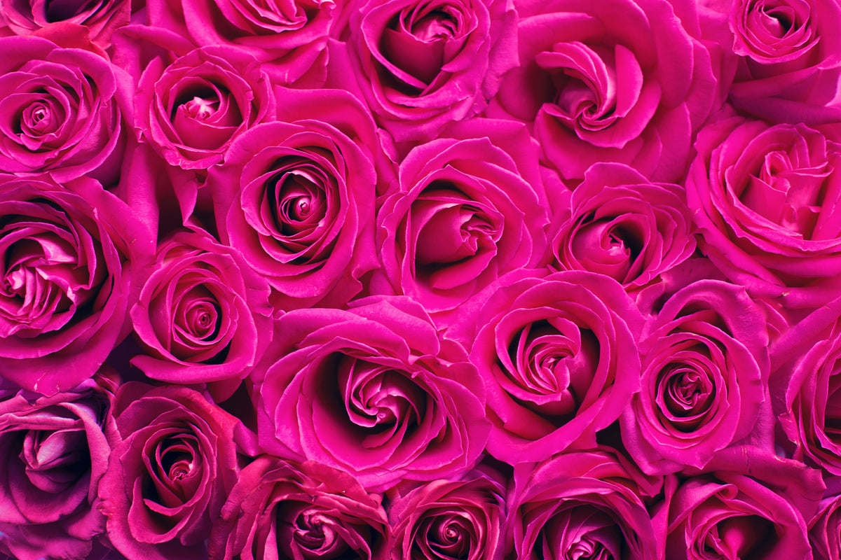 modern-3-piece-aluminium-print-rose-petals-in-pink