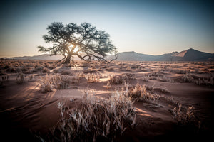 acrylic-print-longing-africa