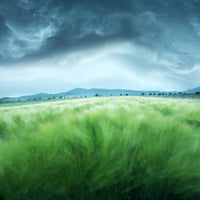 9-piece-canvas-print-barley-field