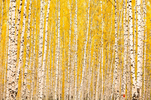 3-piece-canvas-print-the-birch-forest-in-autumn