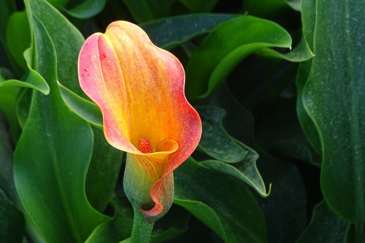 3-piece-aluminium-print-wild-calla