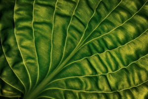 acrylic-print-leaf-of-a-hosta