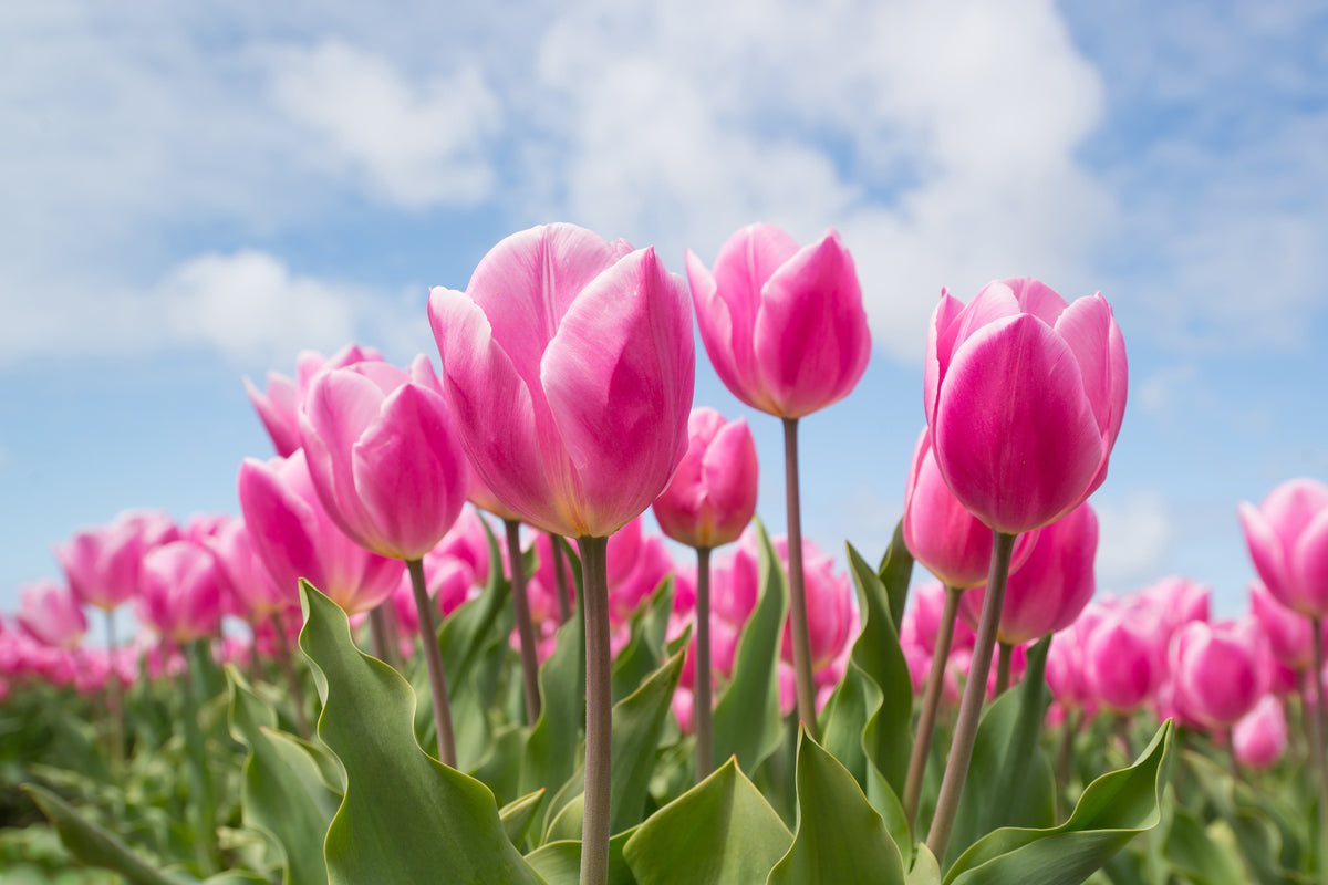 3-piece-aluminium-print-tulip-field-in-pink
