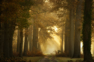 aluminium-print-forever-forest-x