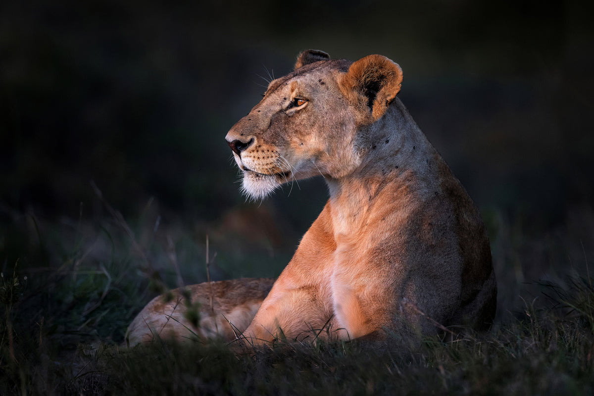 acrylic-print-lone-lioness-x