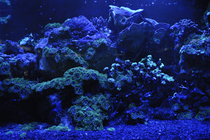 3-piece-acrylic-print-coral-reef-in-blue