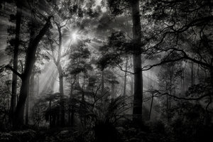aluminium-print-primary-forest