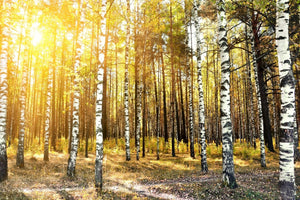aluminium-print-birch-forest