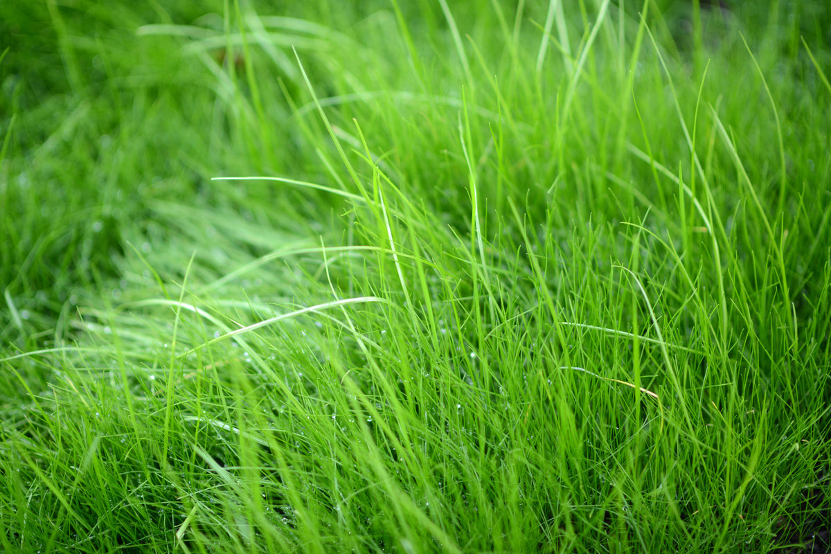 modern-3-piece-canvas-print-blades-of-grass