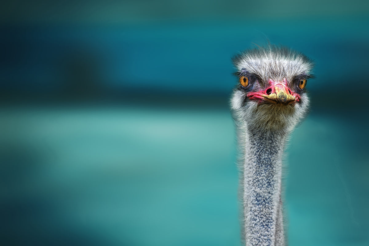 3-piece-acrylic-print-blue-meets-ostrich
