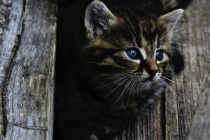 canvas-print-cats-child