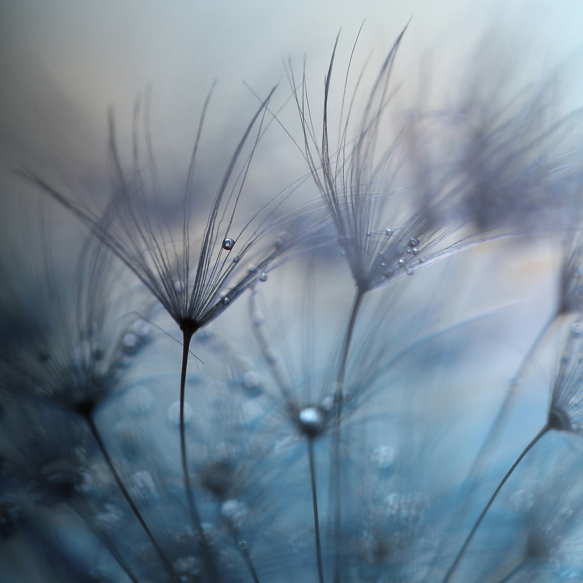 poster-print-teardrops