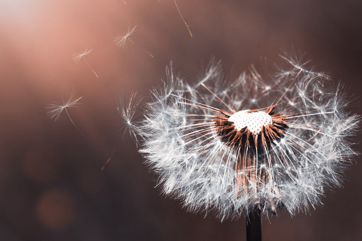 3-piece-aluminium-print-dandelion-in-the-evening-light