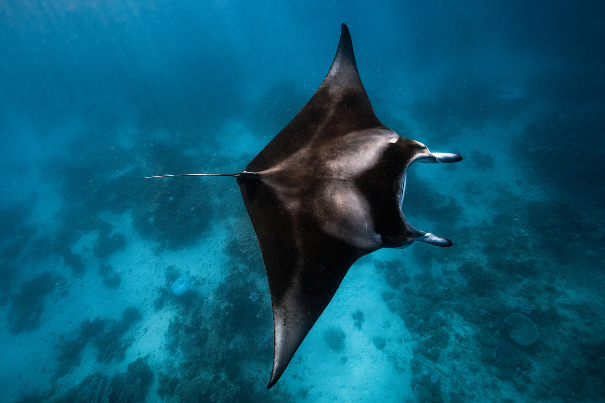 3-piece-acrylic-print-manta-fly