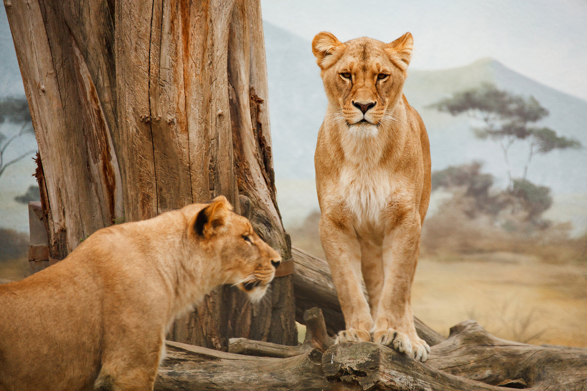 framedposter-print-lions-in-africa