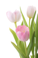 framedposter-print-the-tulips-trio