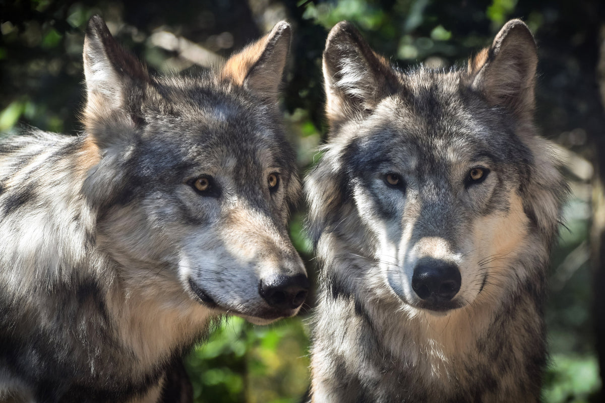 framedposter-print-2-wolves