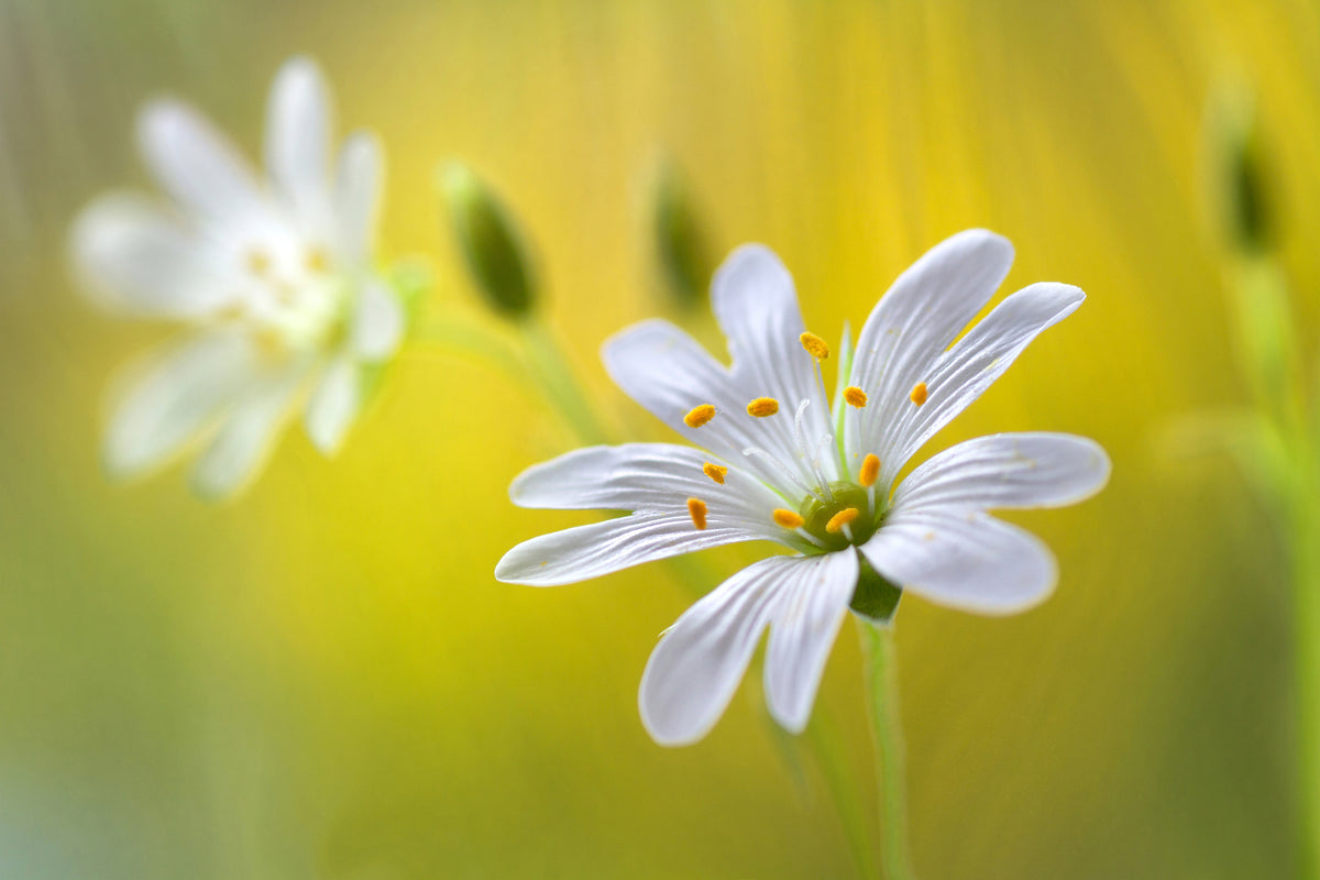 3-piece-acrylic-print-stitchwort-ii