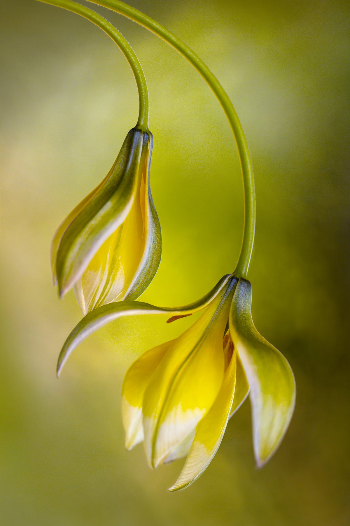 framedcanvas-print-tulipa