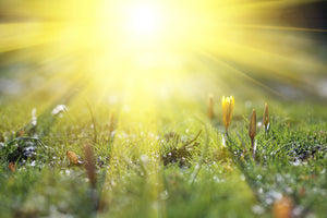 3-piece-canvas-print-flowery-meadow