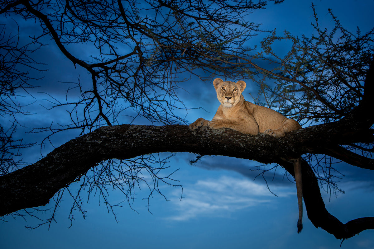 canvas-print-her-majesty-in-the-light-x