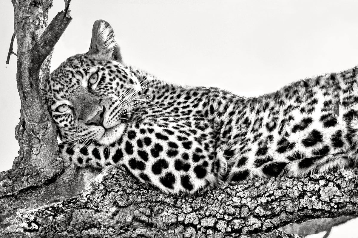 acrylic-print-time-to-rest-x
