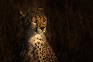 framedposter-print-the-portrait-of-a-cheetah-x