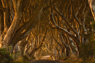 poster-print-early-morning-dark-hedges