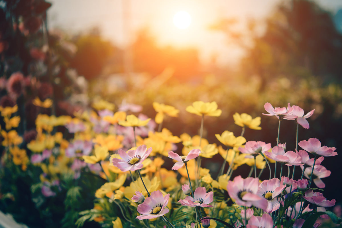 framedposter-print-the-flowers