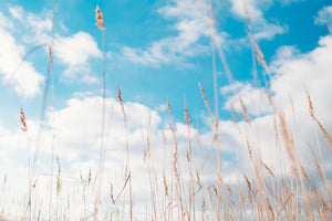 canvas-print-blades-of-grass-in-the-sky