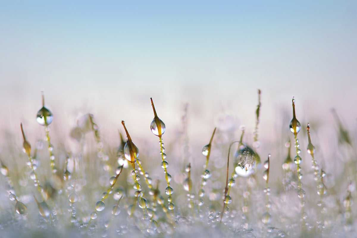 aluminium-print-the-dew-drops