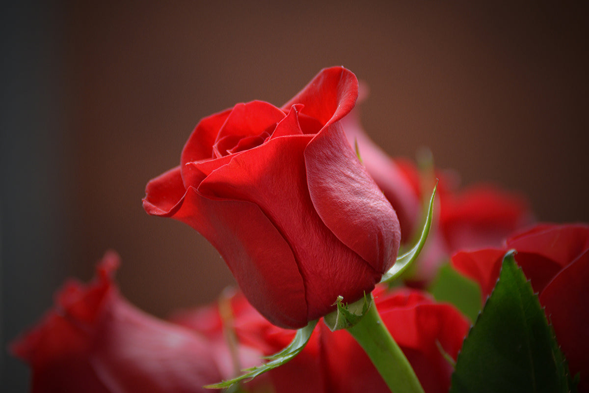 aluminium-print-red-rose-in-xl