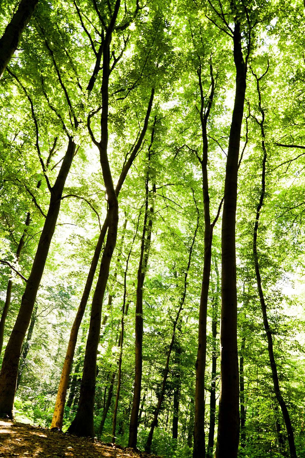 canvas-print-forest