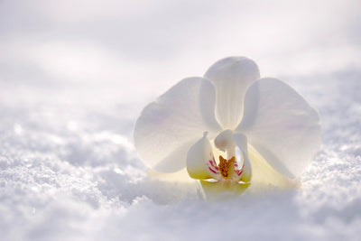 poster-print-the-orchids-bloom