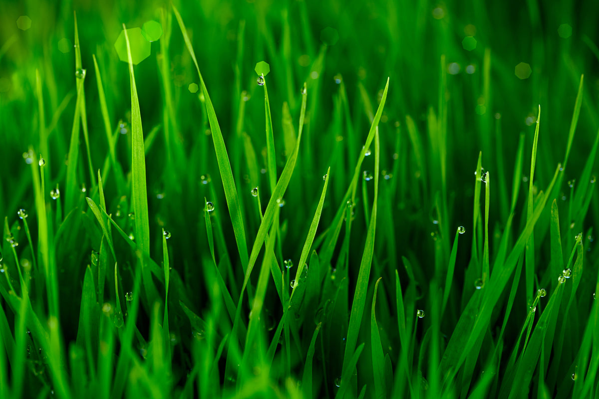 3-piece-acrylic-print-grass-with-morning-dew
