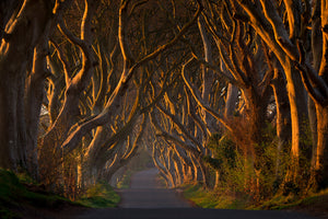 acrylic-print-the-dark-hedges-in-the-morning-sunshine-x
