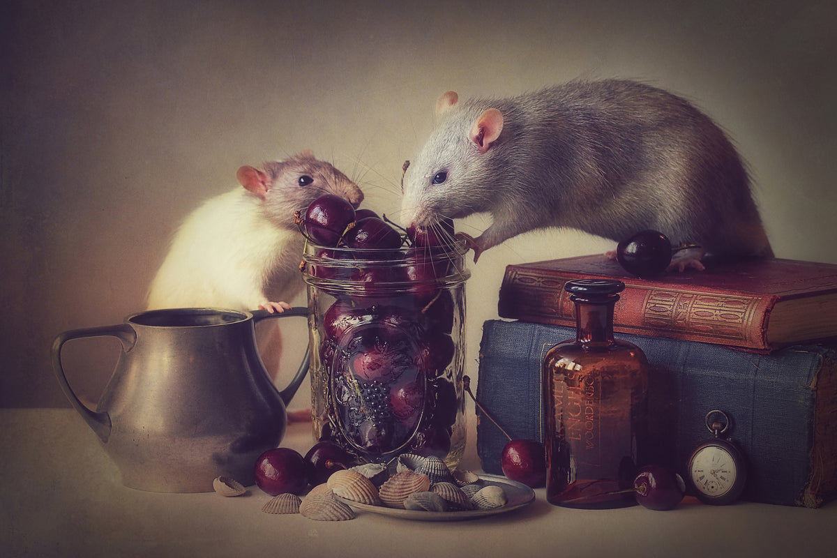 framedposter-print-snoozy-and-jimmy-x