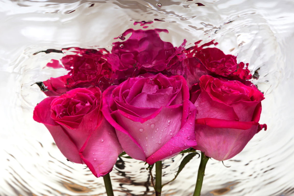 acrylic-print-the-rose-reflection