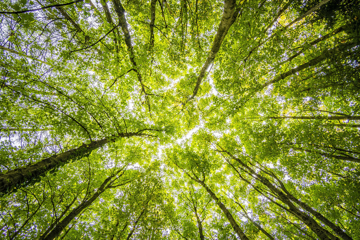 framedcanvas-print-under-the-treetops