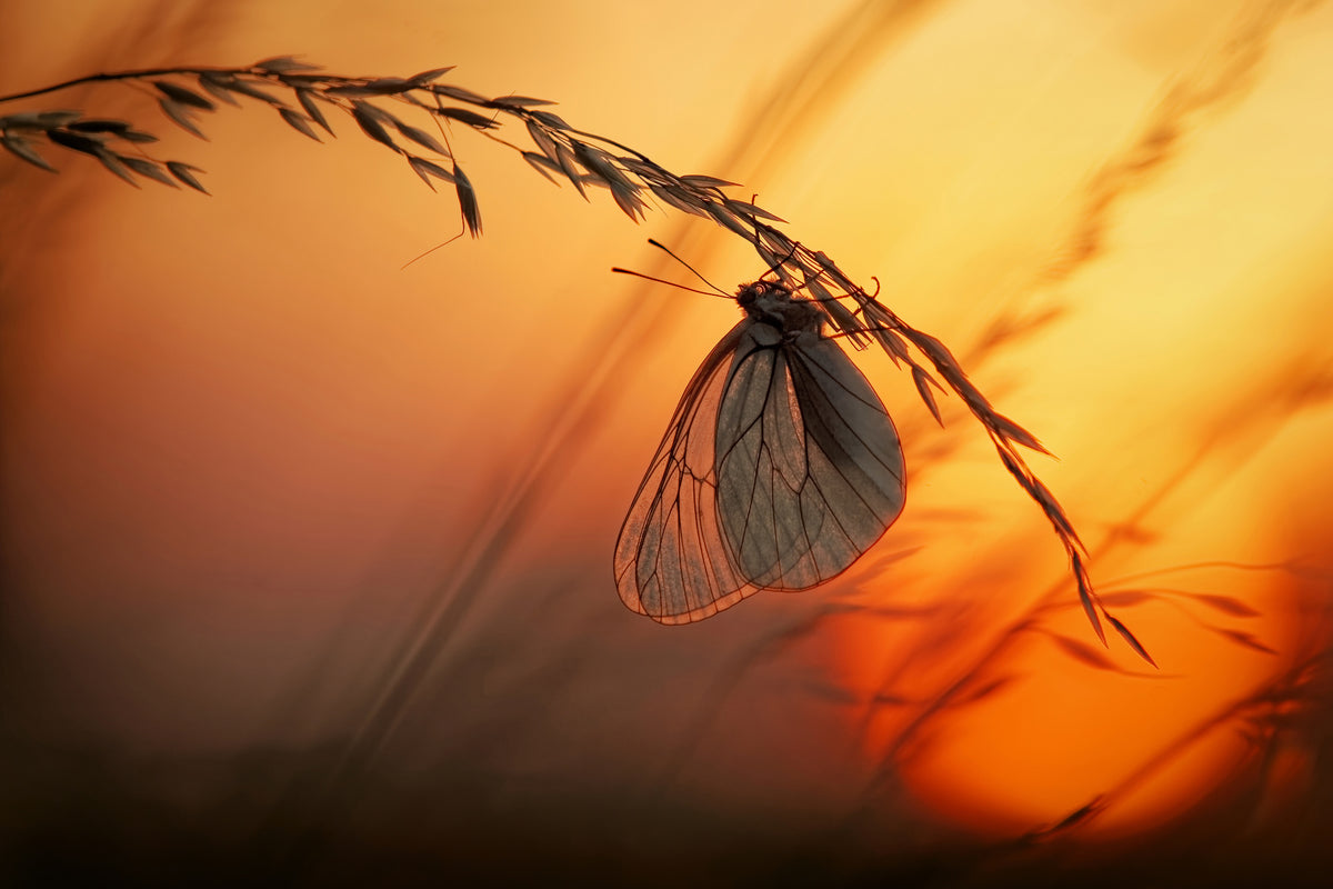 framedposter-print-good-night