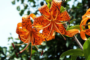 3-piece-aluminium-print-the-wild-tiger-lilies