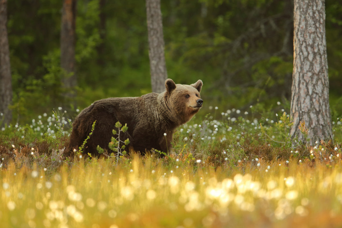 framedcanvas-print-brown-bear-x