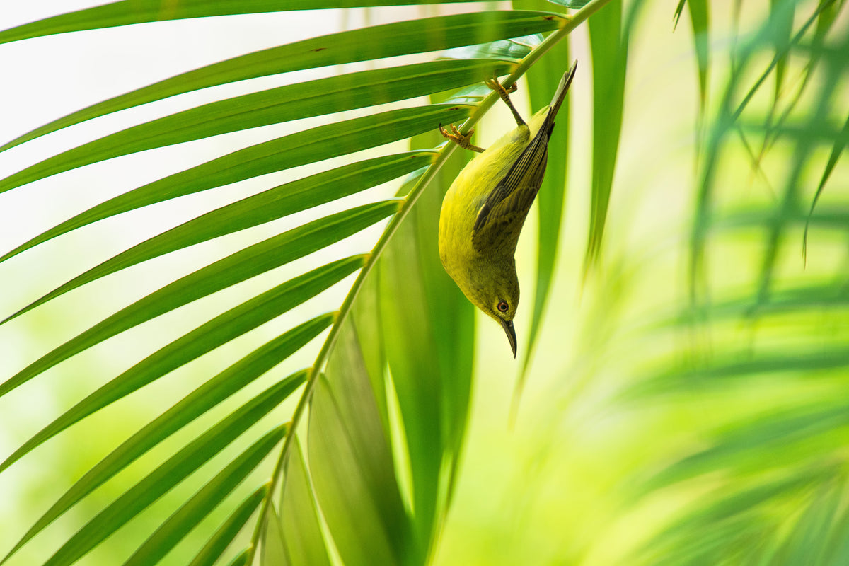 acrylic-print-50-shades-of-green-x