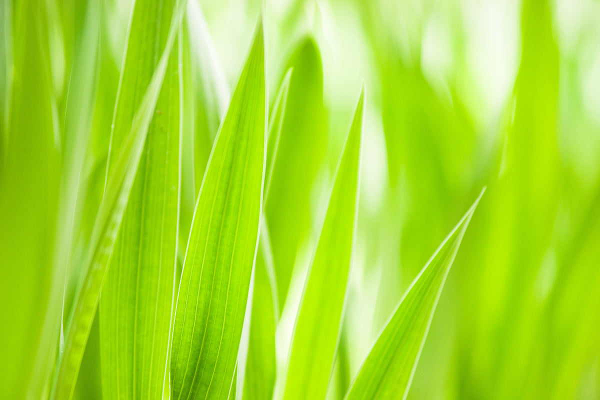3-piece-acrylic-print-grass-xxl